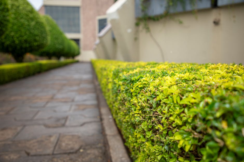 A neatly maintained garden pathway featuring a paved stone walkway bordered by a low, dense hedge of yellow-green foliage. The hedge runs parallel to a cream-colored wall on the right side, which has